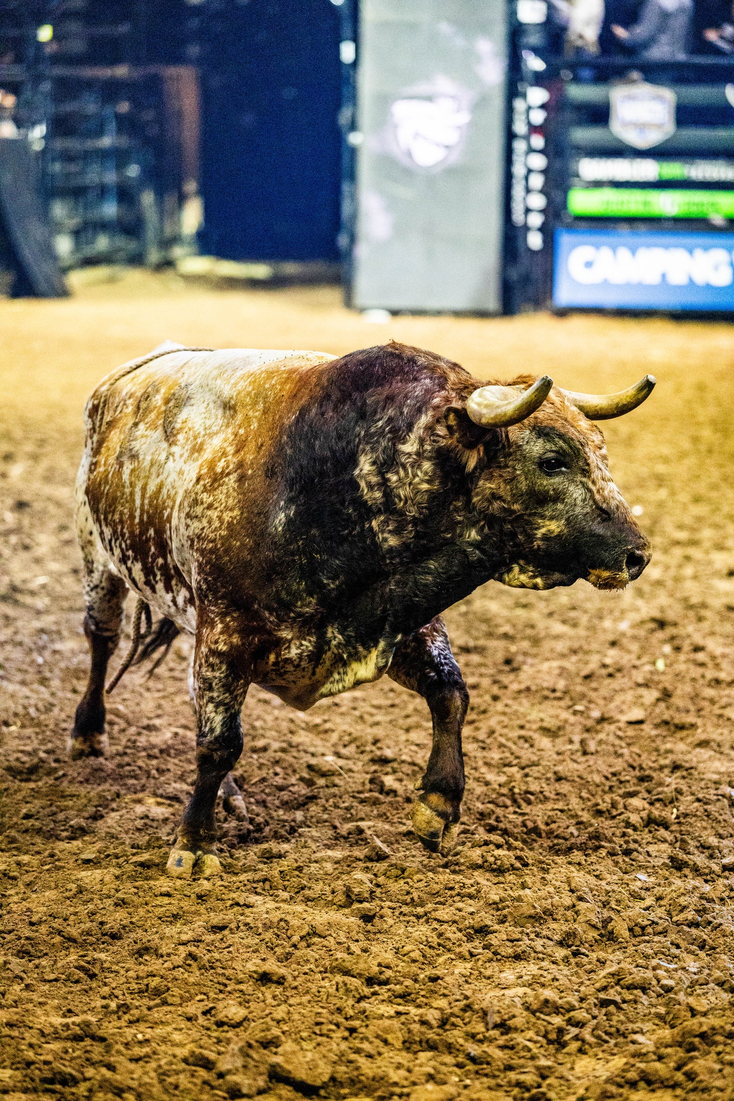 Bull in a dirt arena with a blurred background